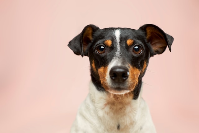 Hond