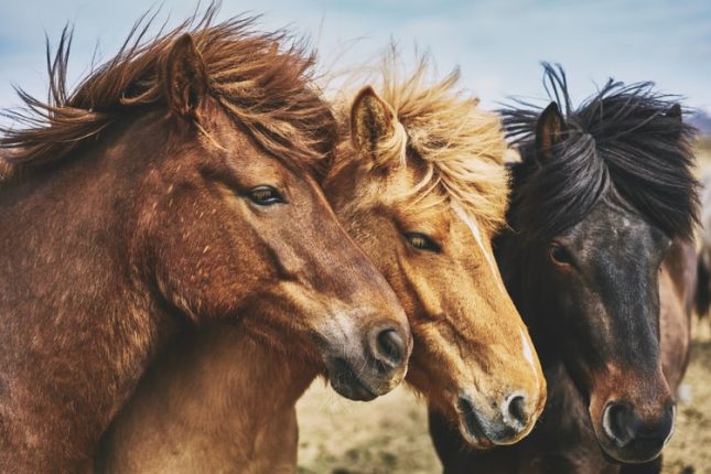 paard verzekeren